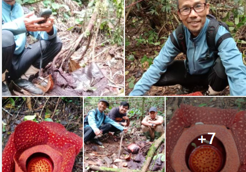 Tentang Bunga Rafflesia