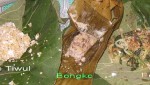 Bongko & Pecel
