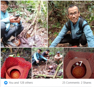 Tentang Bunga Rafflesia
